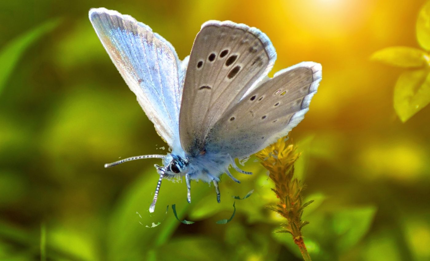 Butterfly species are declining fast across the United States