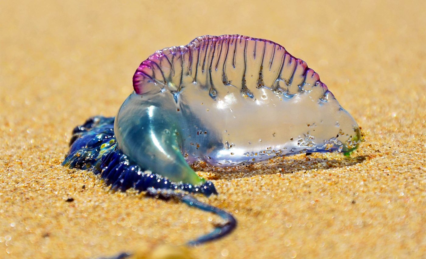 Biologists discover that the "Portuguese man o' war" has multiple species