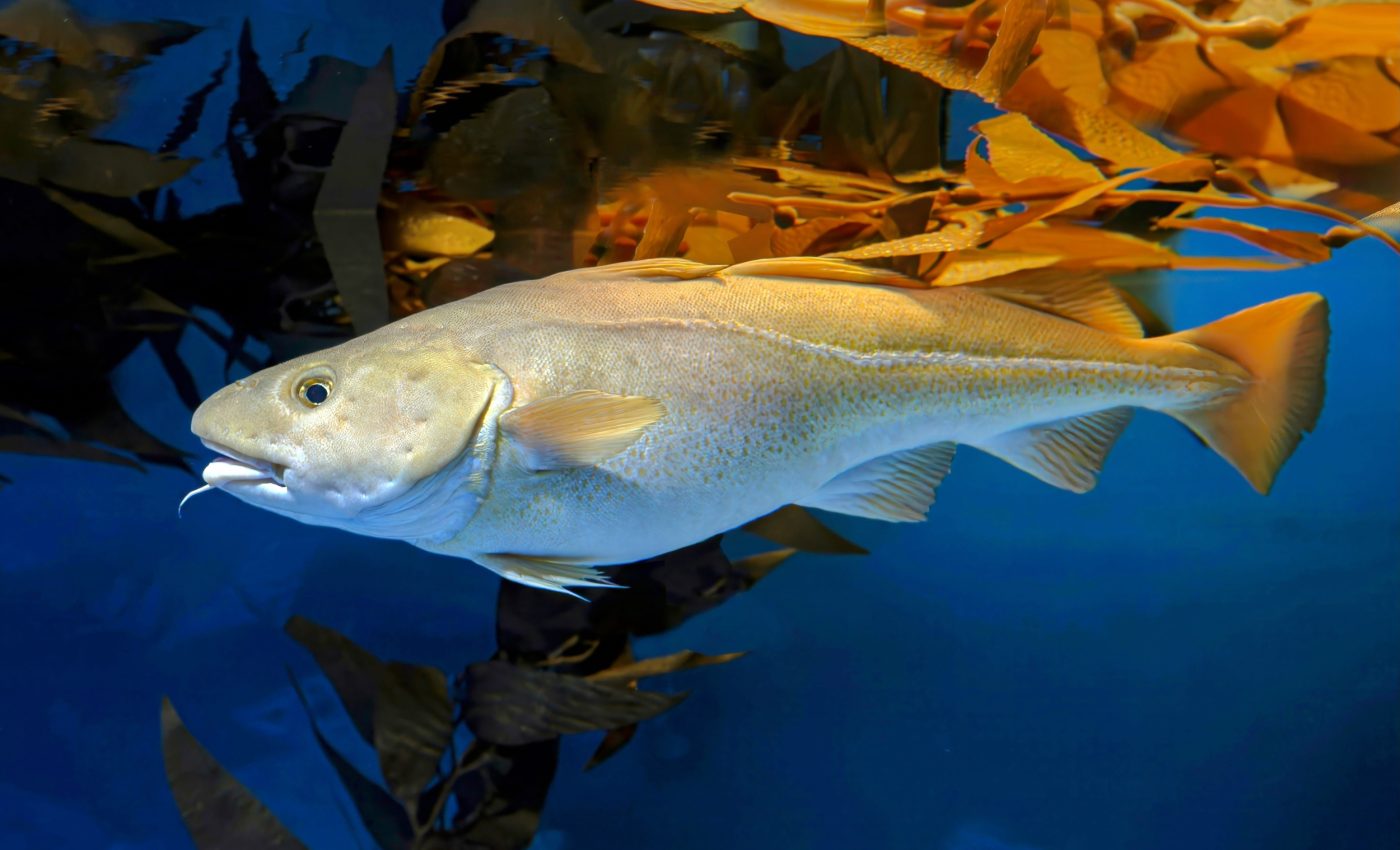 Humans have changed the genetic makeup of cod