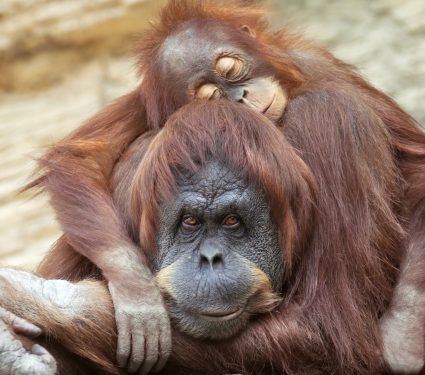2025/06/sleeping-organutans.jpg