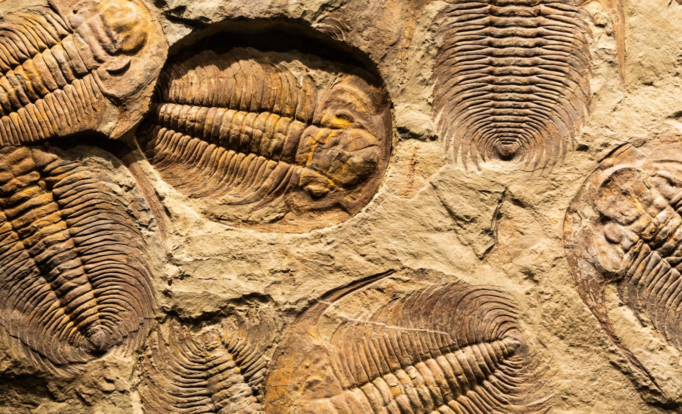 Cambrian explosion: Fossils push back the rise of complex life