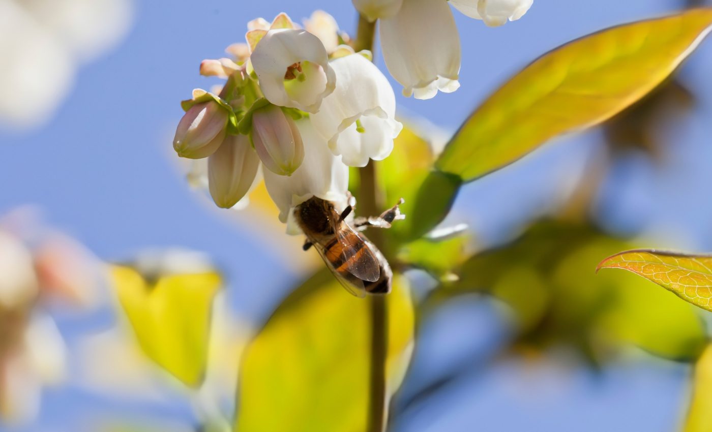 Hidden microclimates attract bees and boost farm yields