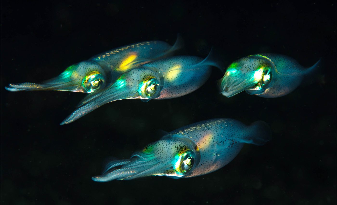 Scientists unlock the light-bending secrets of squid skin
