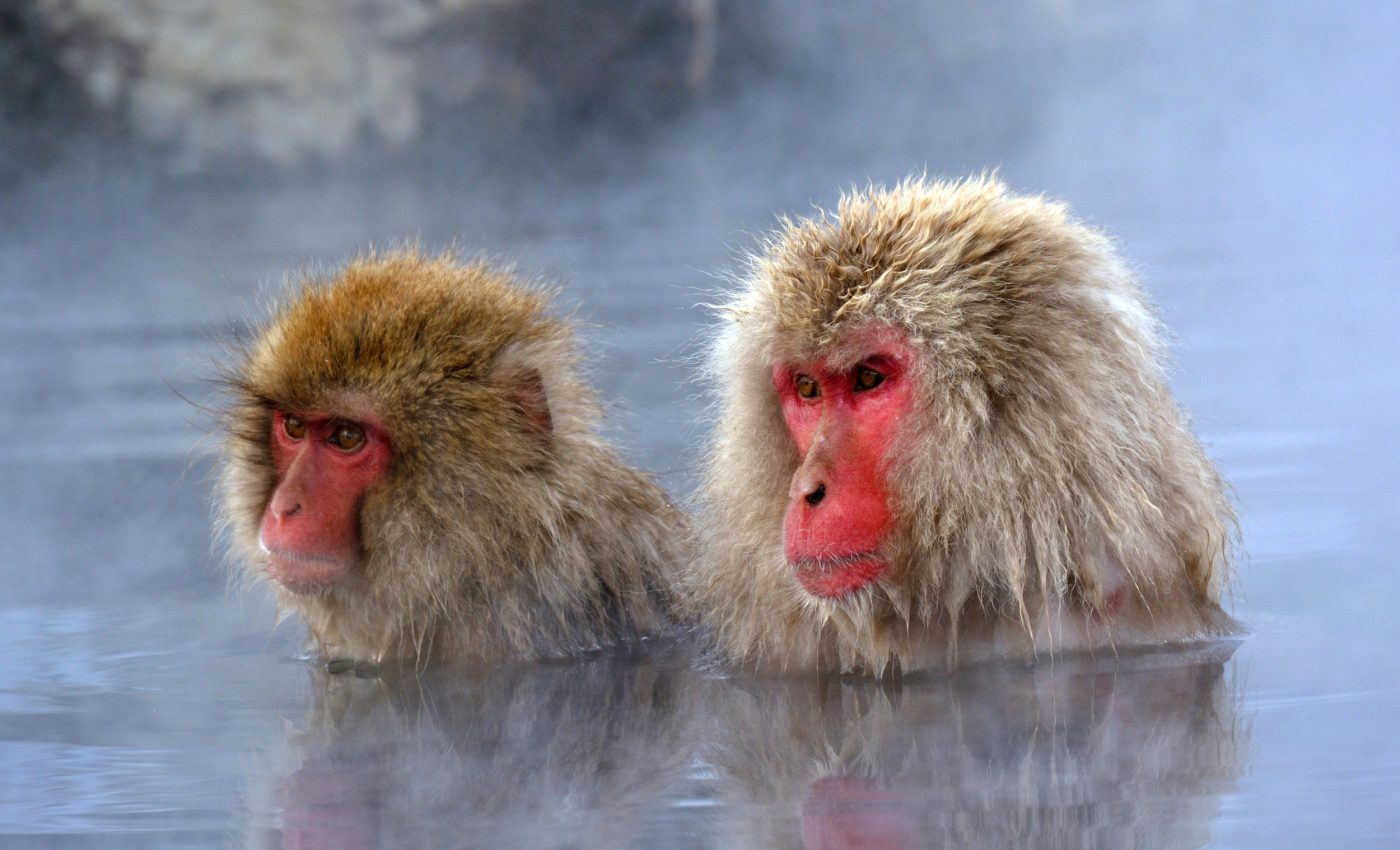 Japanese macaques have social bonds that persist beyond death