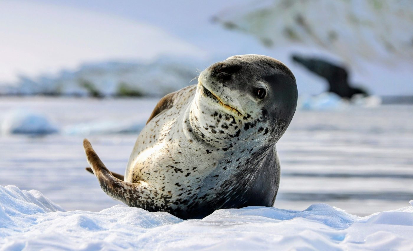 Leopard seal diets are reshaping Antarctic ecosystems