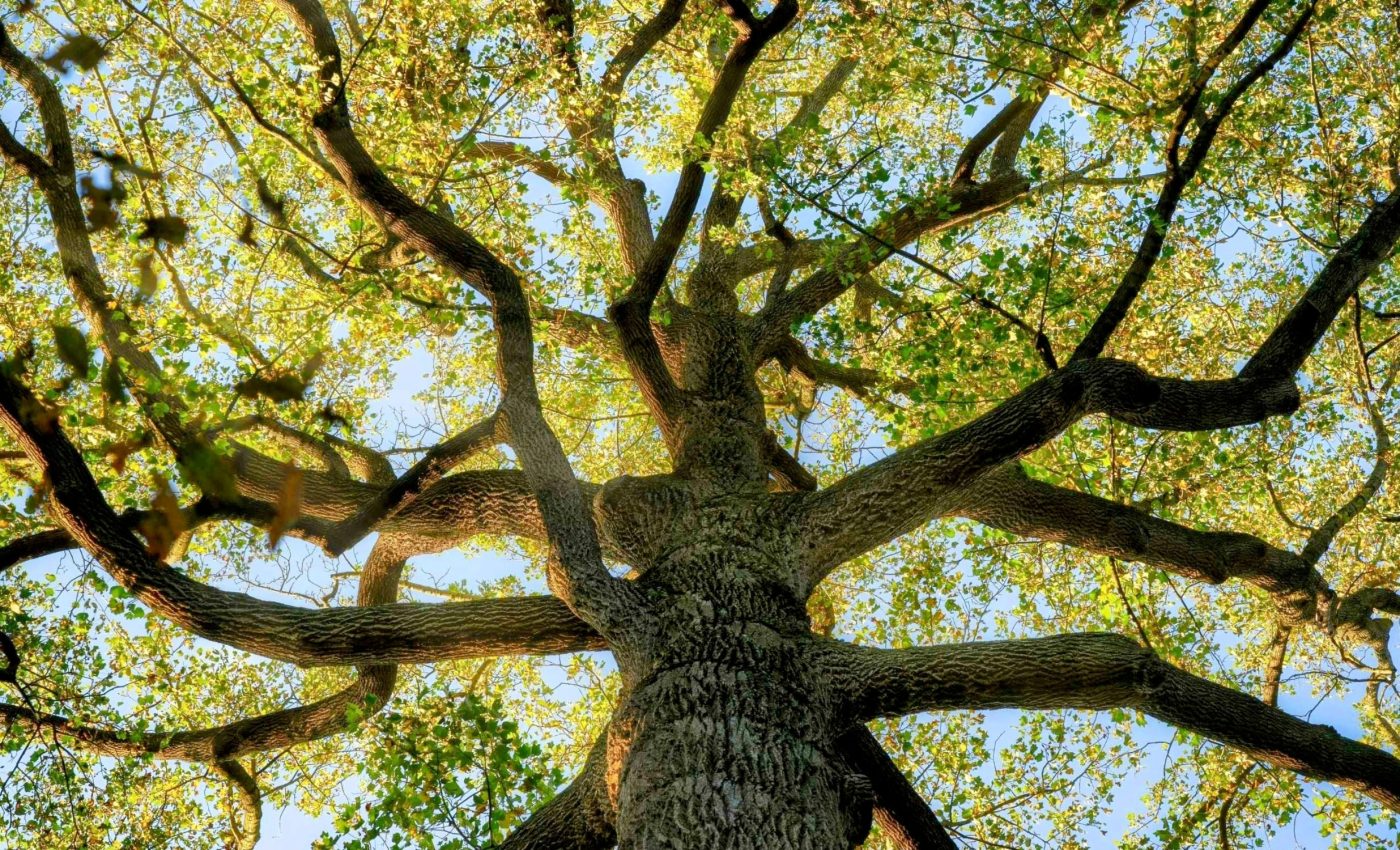 Tree species face unprecedented climate shifts across their ranges