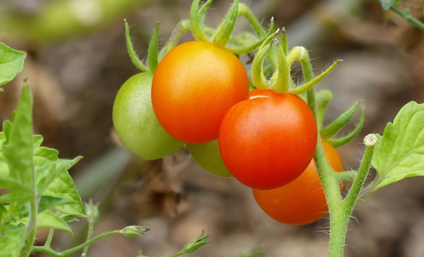Reverse evolution? These wild tomatoes are turning back time