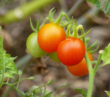 Tomatoes-evolution.jpg