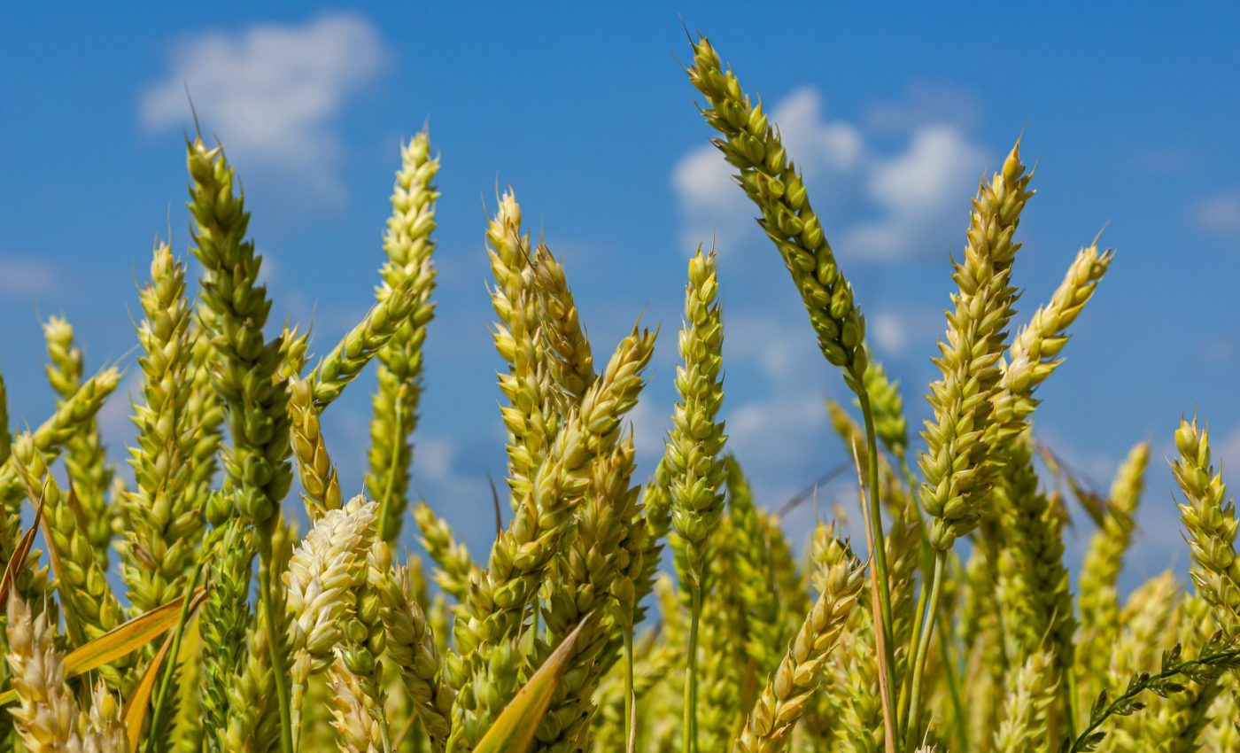 Ideas traveled farther than people in the early days of farming