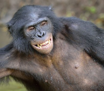 2025/06/bonobo-laughter.jpg