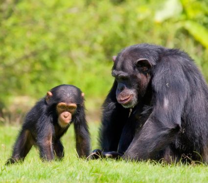 2025/07/Social-chimpanzee-baby.jpg