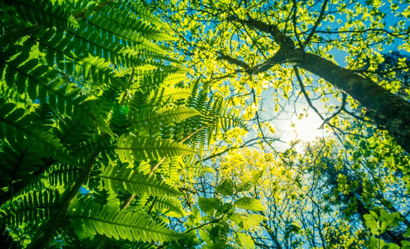 Plants use sugar in ways we never imagined