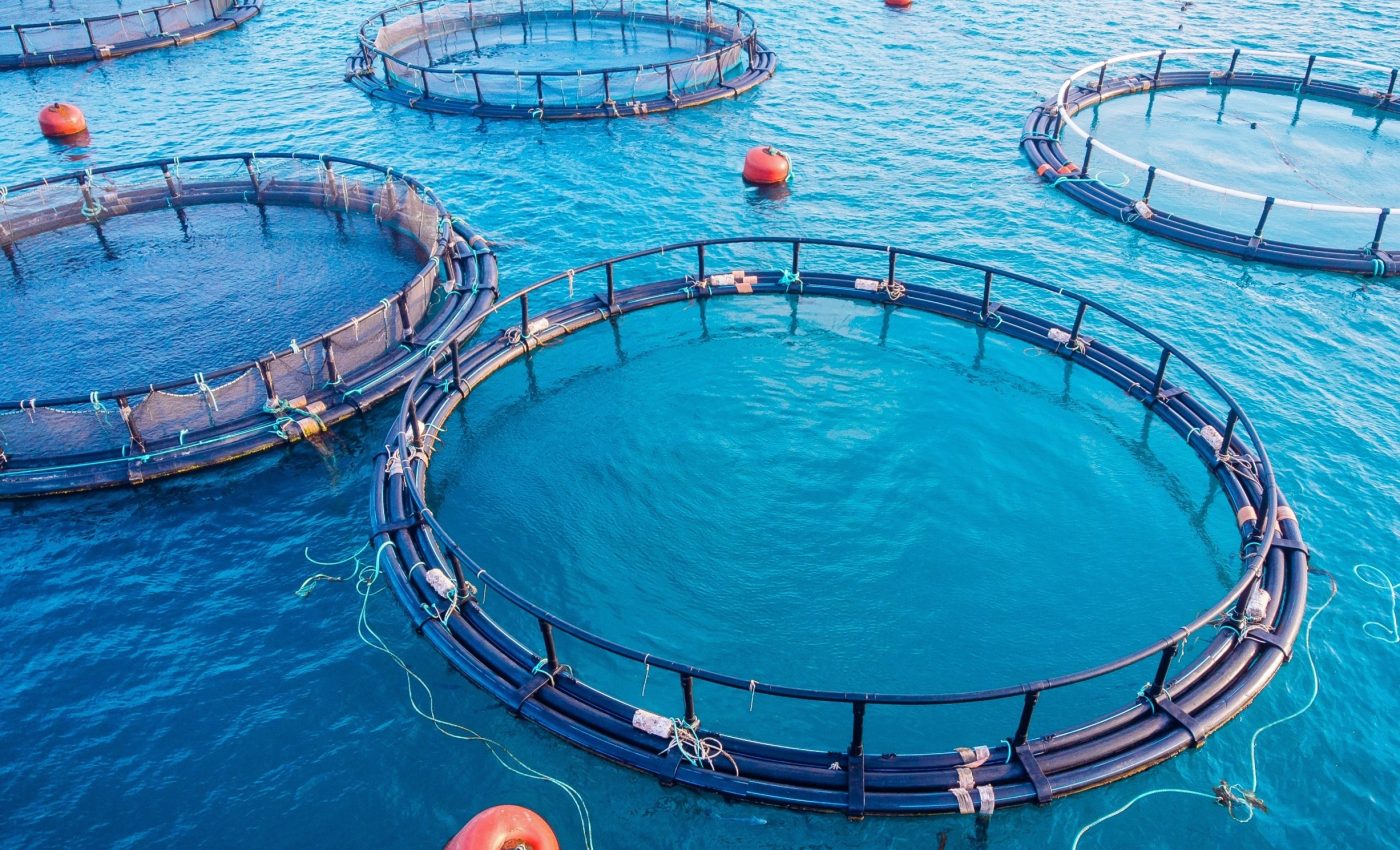 Why seafood deregulation may hurt more than help