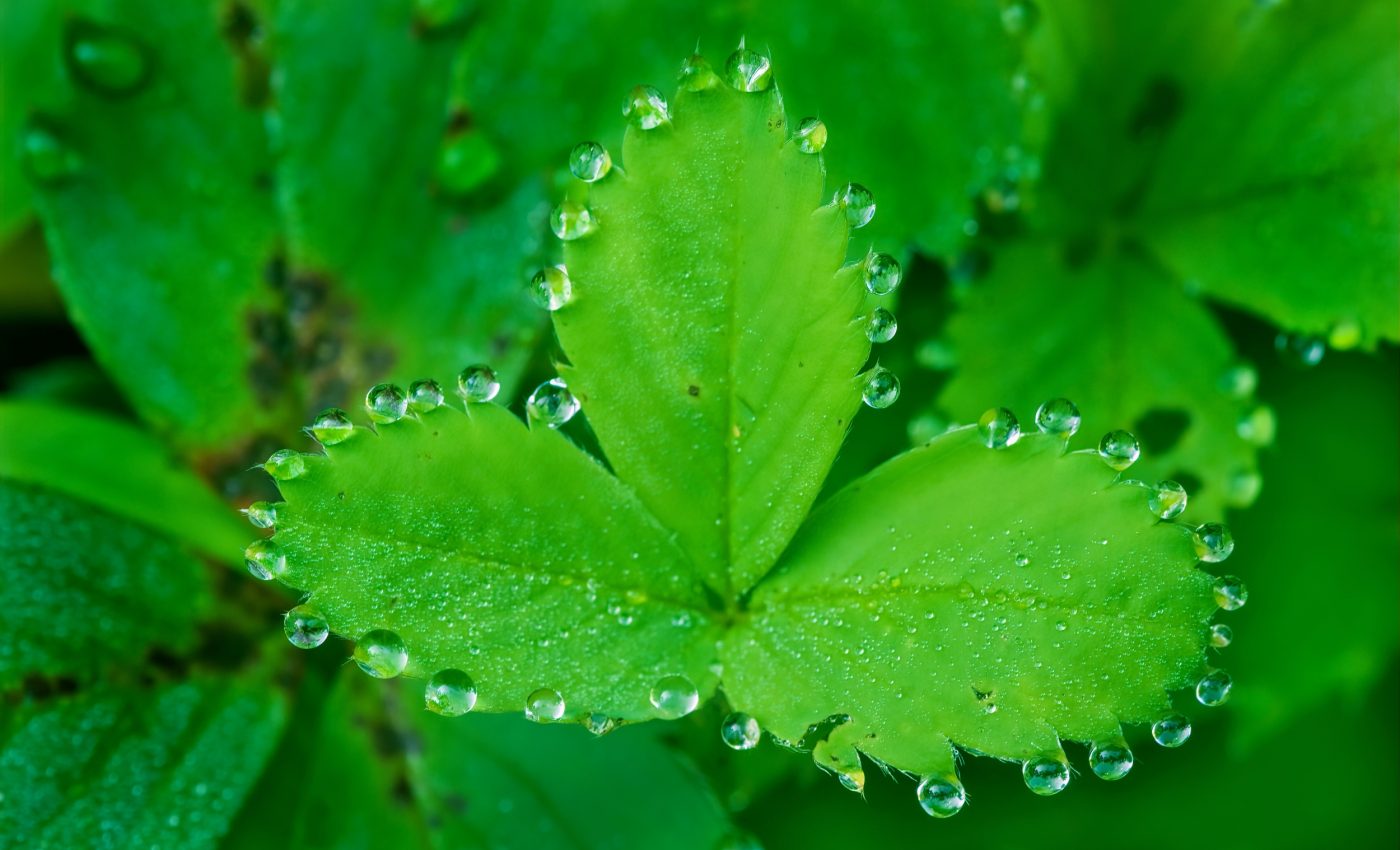 How plants decide where to put their breathing pores
