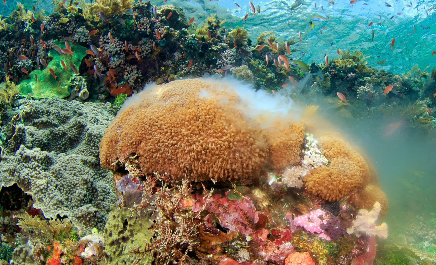 Reef survival may depend on how far baby corals travel