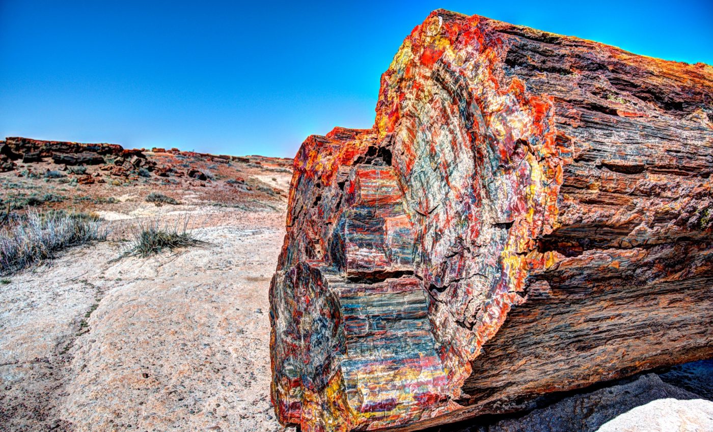 Forest fossils from Earth’s largest mass extinction carry a climate warning