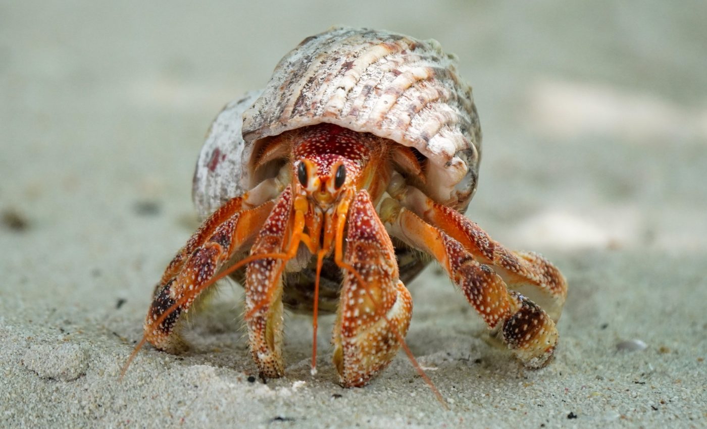 Microscopic hairs drive courage in hermit crabs