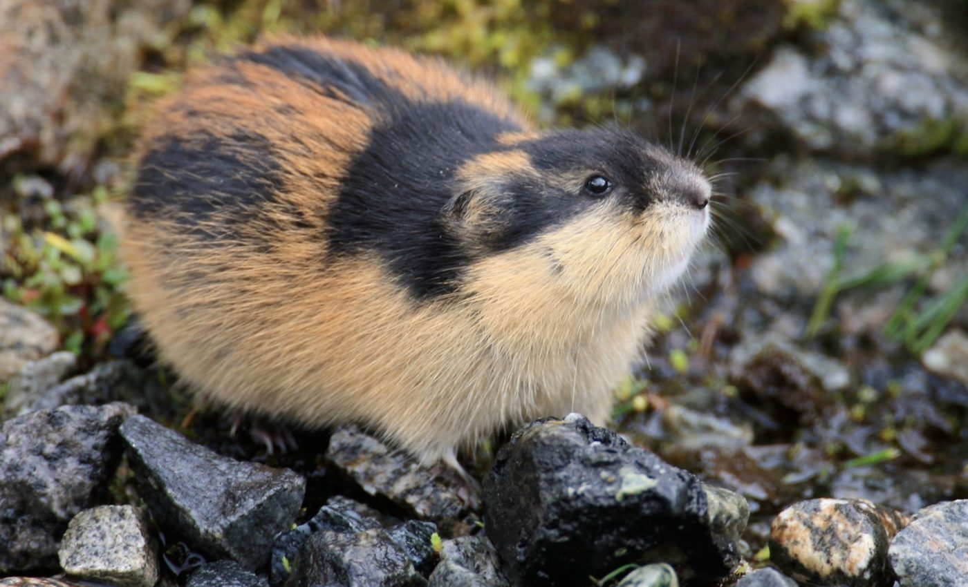 How Norwegian lemmings rapidly evolved into a new species
