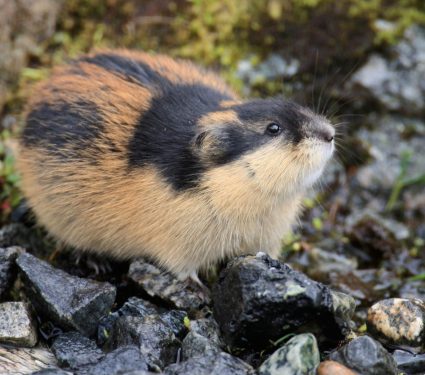 2025/07/Lemming-species.jpg