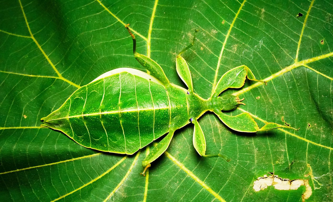 Mimicry among insects: 3D models reveal how nature's disguises trick predators