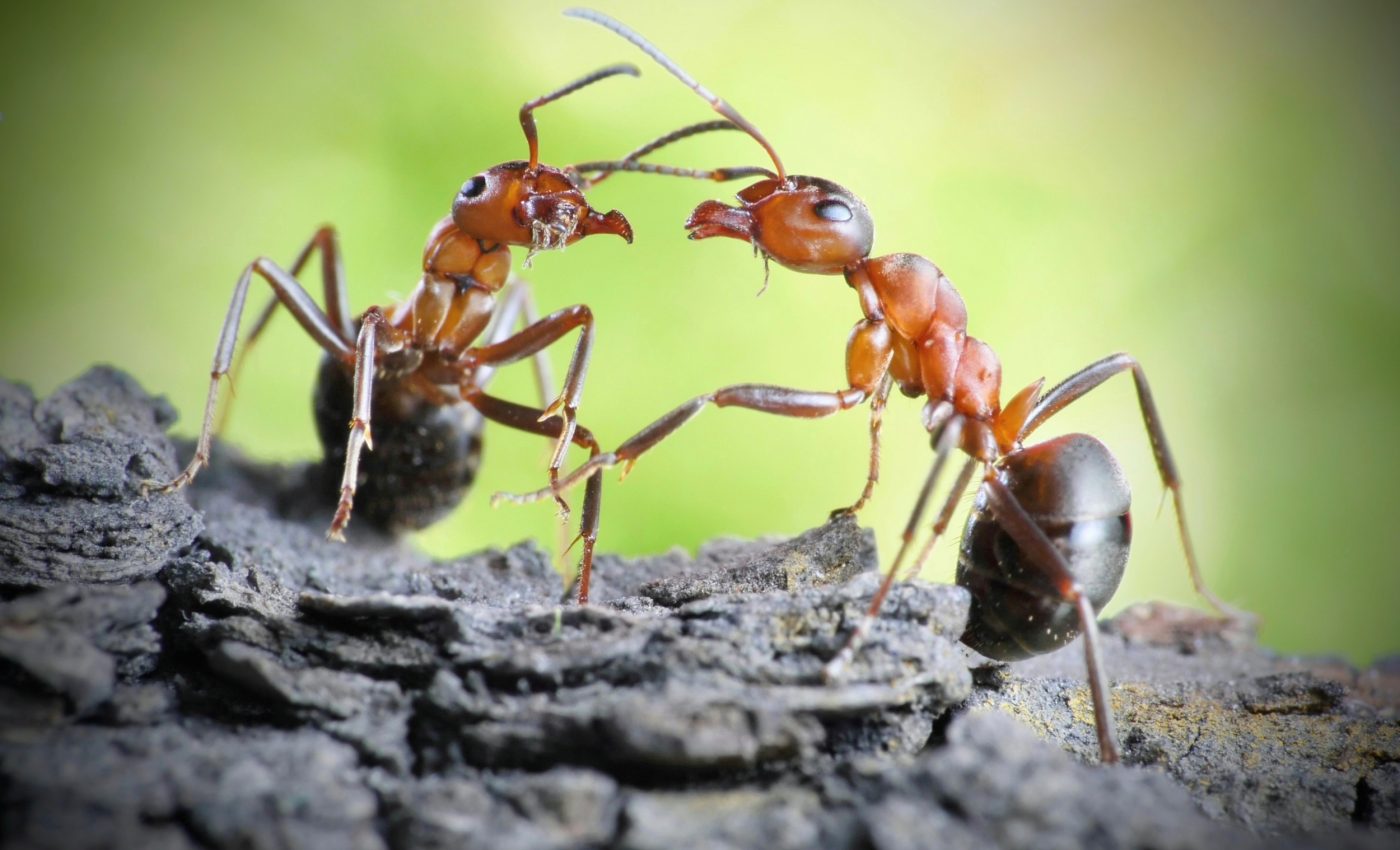 Ant genes show how evolution created perfect teamwork