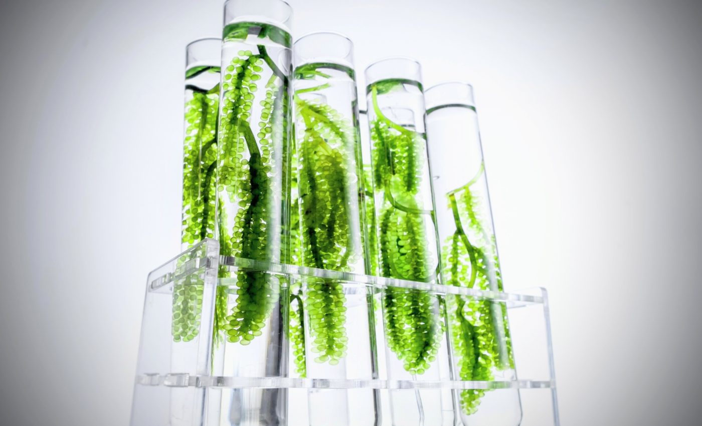 Bioplastic bubbles made with algae could sustain life on Mars