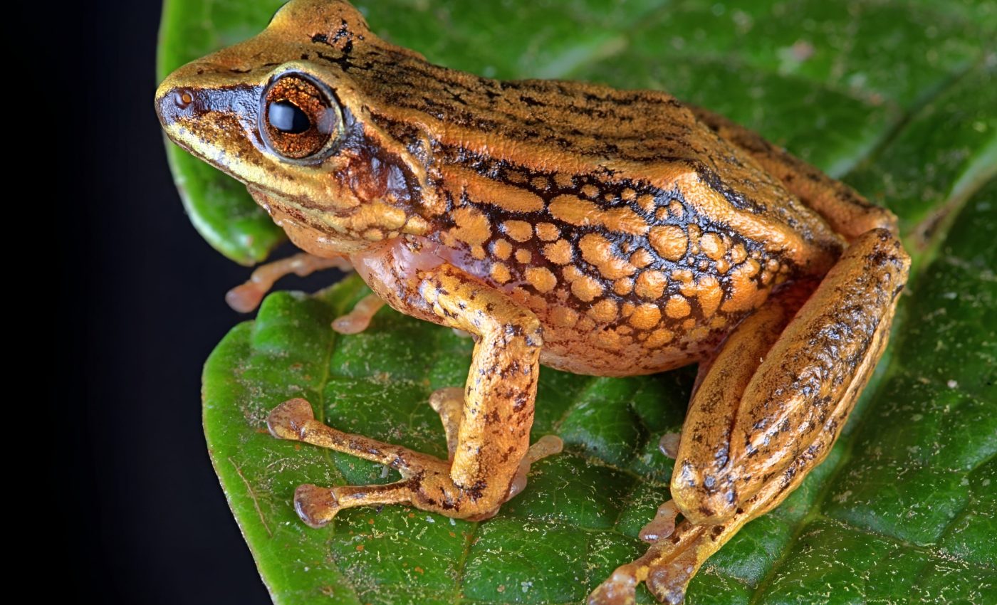 Three new frog species found in Peru face an uncertain future