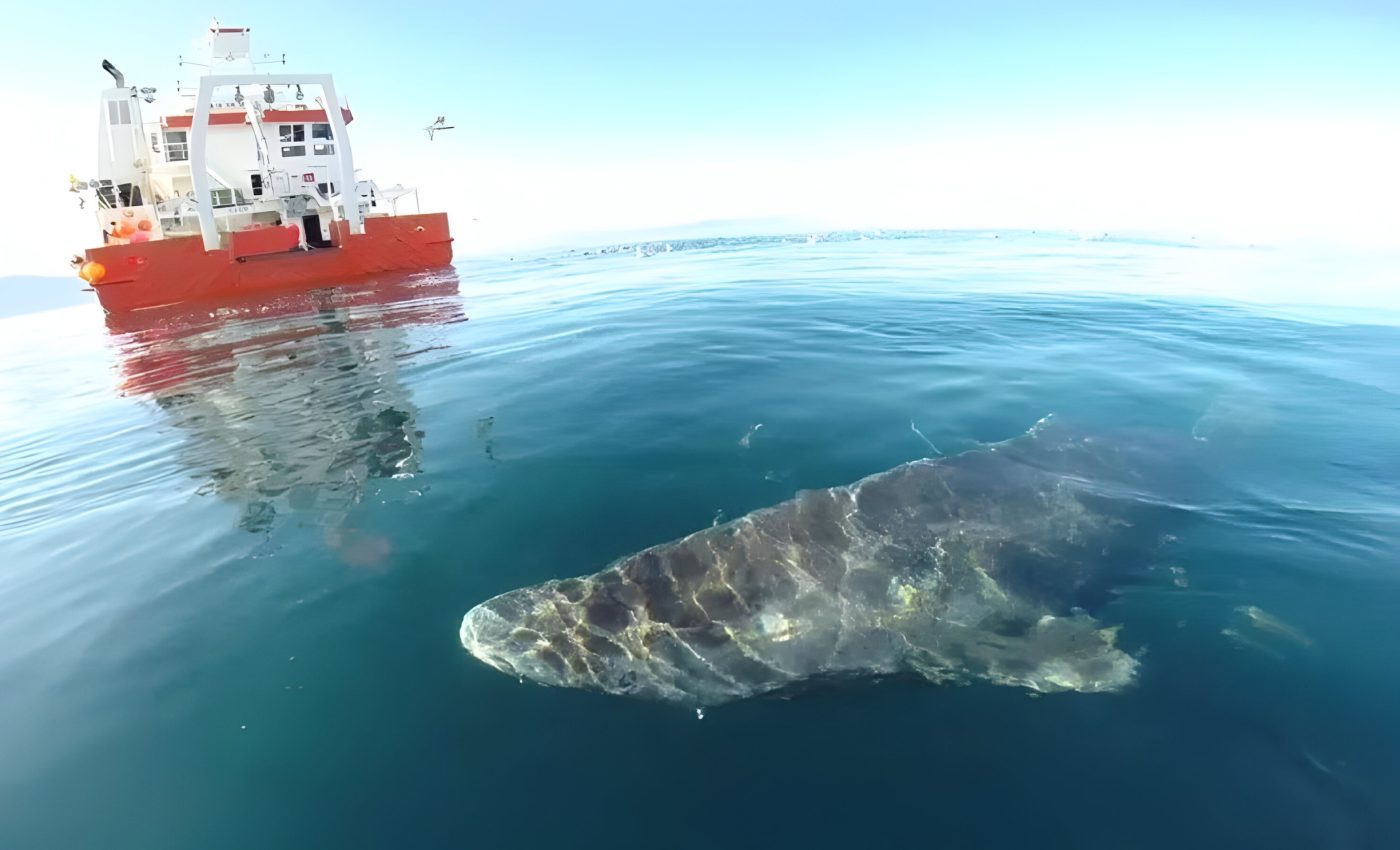 Longest-living vertebrates on Earth survive for centuries in icy waters