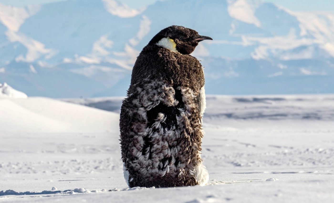 Antarctic sea ice extremes disrupt global climate systems