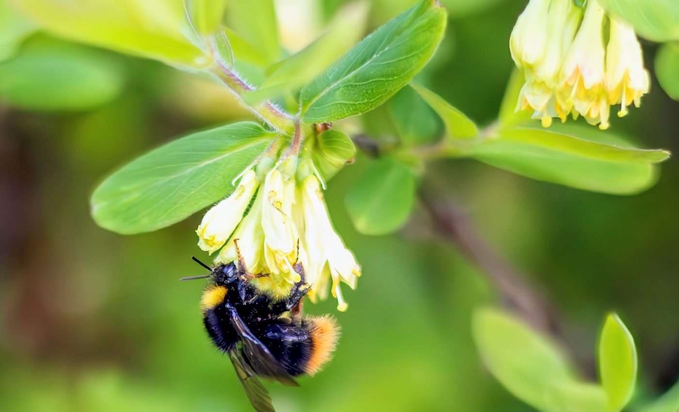 How bumble bees are sabotaging their own health
