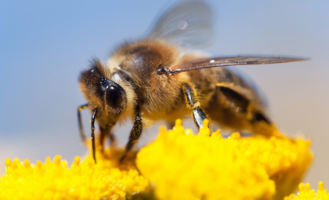 Honey bee invasion: A growing threat to native pollinators