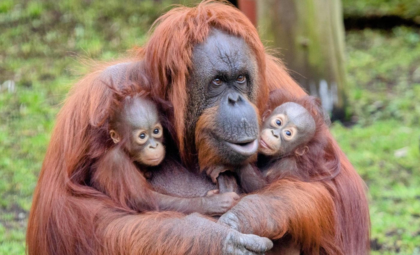 Female dominance in primates is more common than we thought