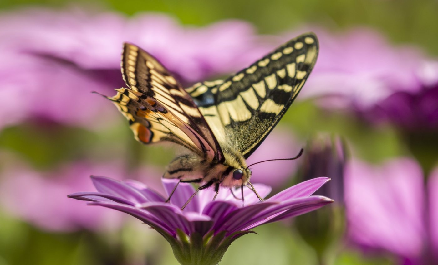 Why predators attack adult moths instead of caterpillars