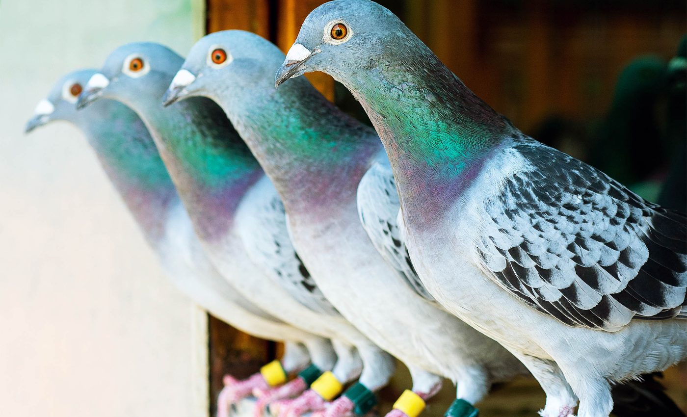 Pigeons exhibit the same behavior as humans by following the gaze of others in their flock