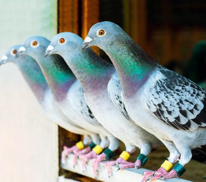 2025/07/pigeons_flock_gazing-behavior_1m.jpg