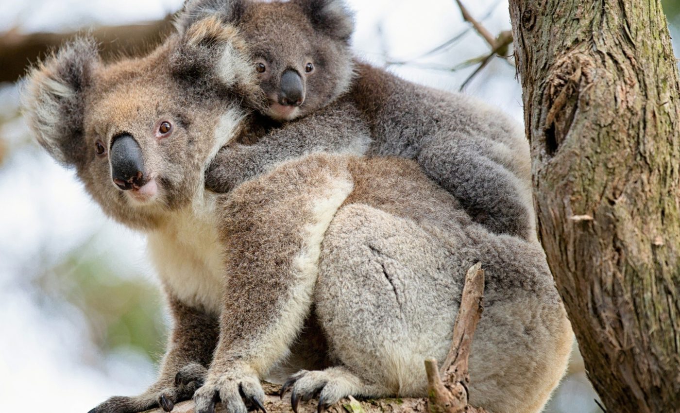 Most koalas don’t survive after leaving the safety of trees