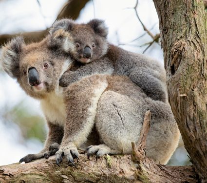 2025/07/Koala-tree2.jpg