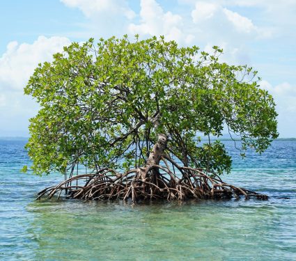 2025/07/Mangroves-carbon2.jpg
