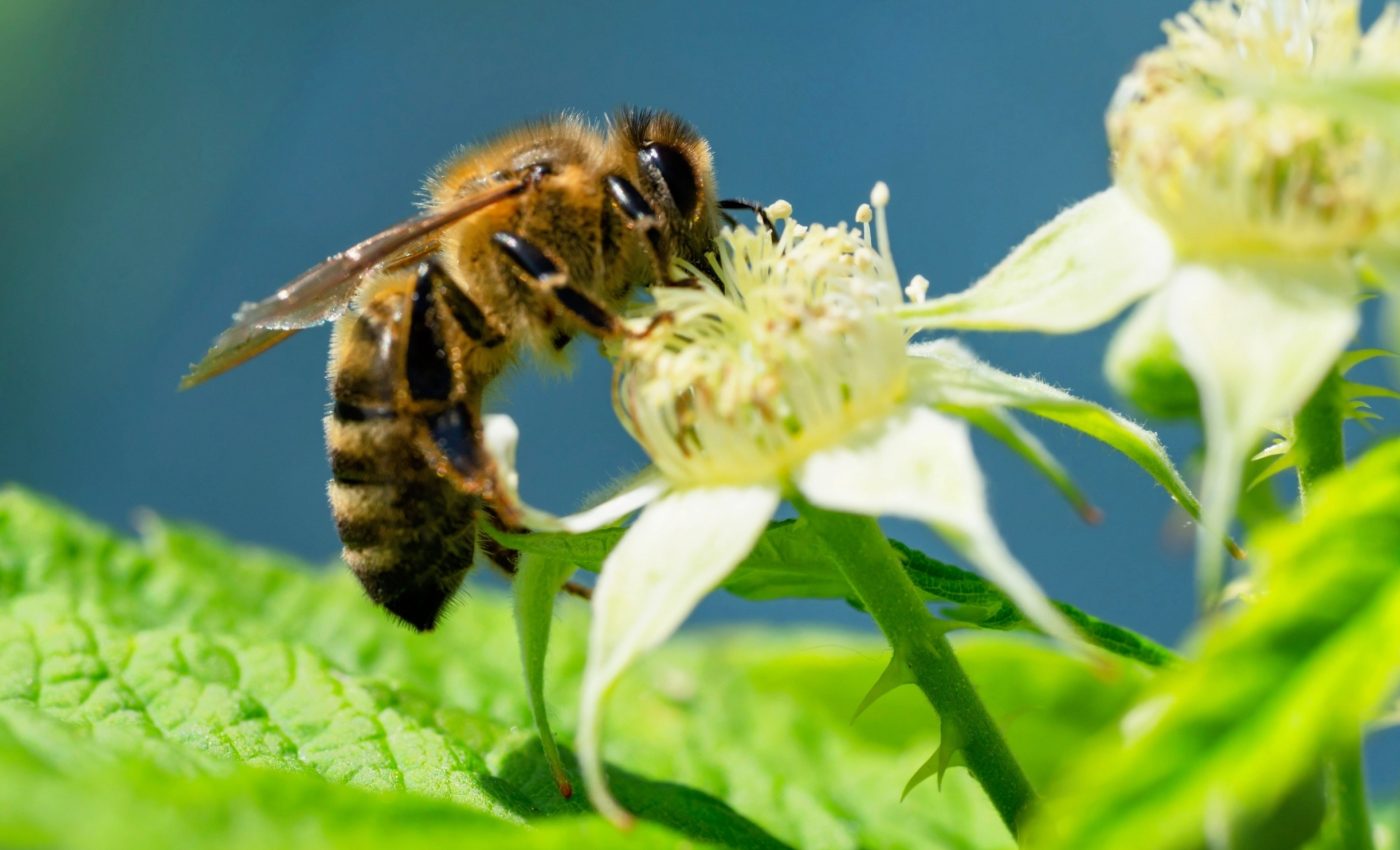 Heat and pollution are changing the buzz of bees