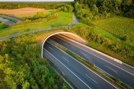 Wildlife tunnels save millions of amphibians