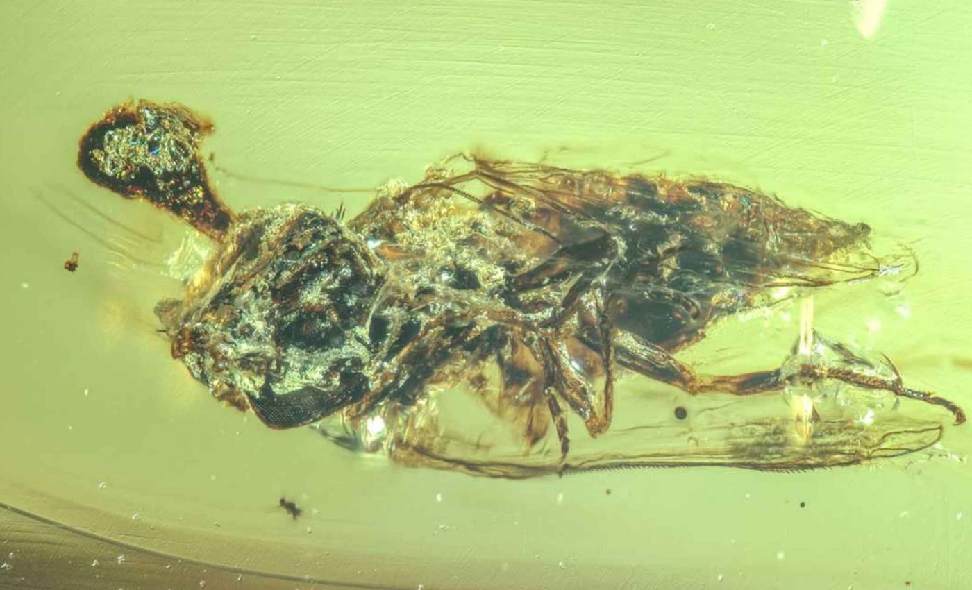 'Zombie' fungus that lived almost 100 million years ago found preserved in amber