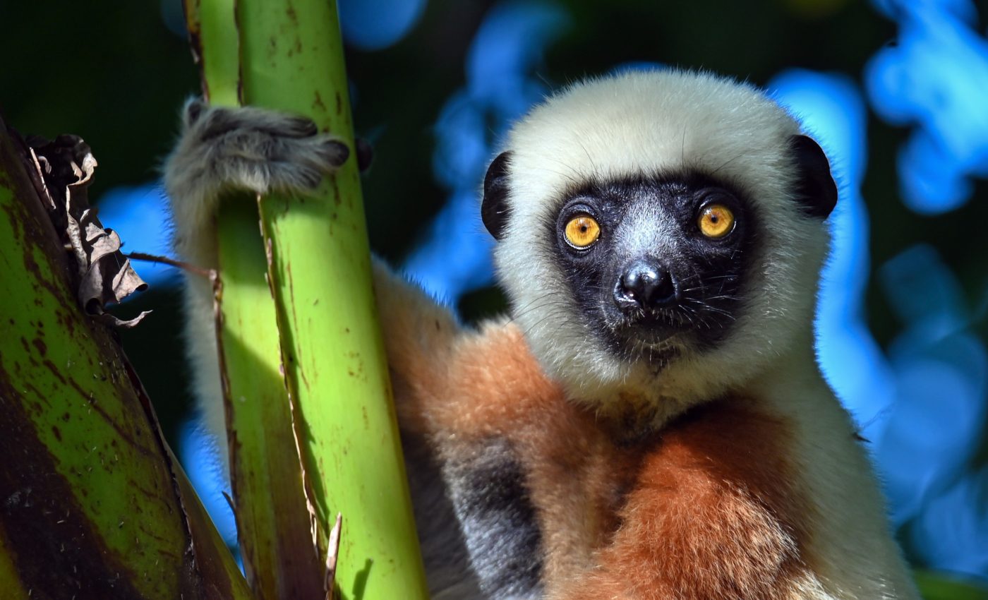 Lemurs reveal surprising new clues about healthy aging