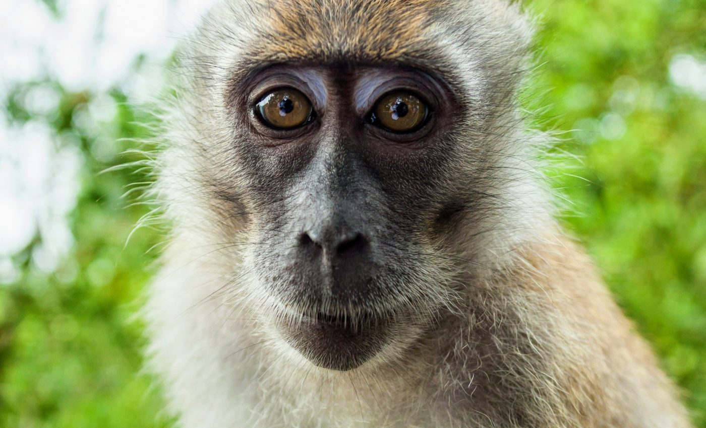 Monkeys love watching videos of fights and friends - just like humans