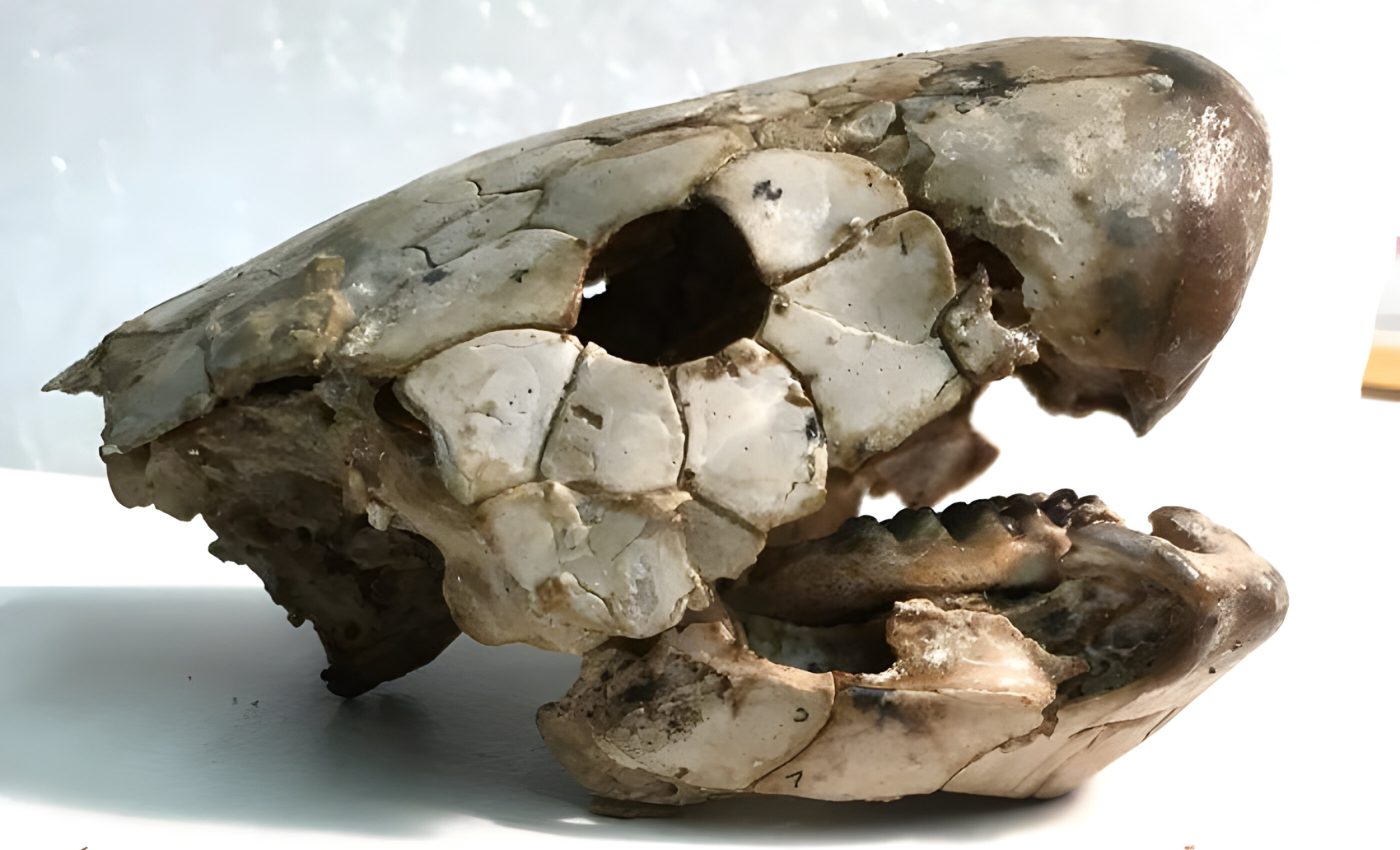 Ancient fish bones reveal clues about the evolution of eating