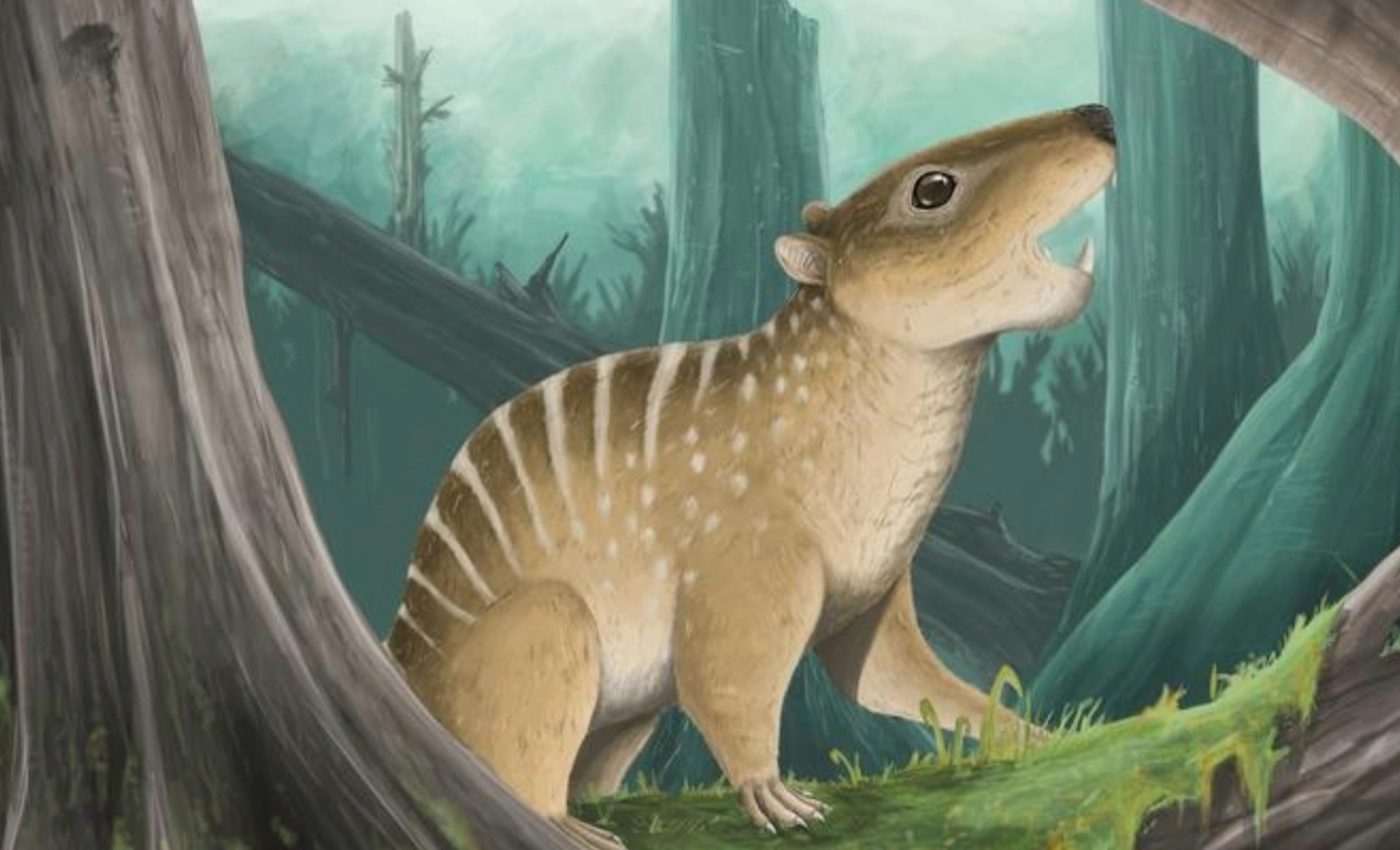 Tiny fossil, big discovery: Student uncovers a lost mammal species