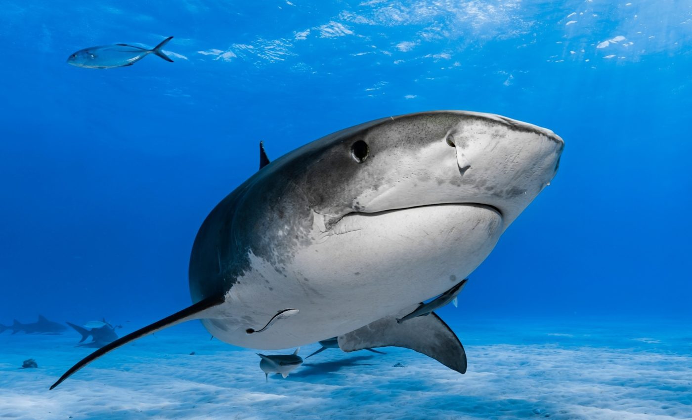 Shark Awareness Day: Protecting the balance of the ocean 