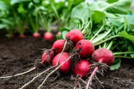 What to plant in your garden in mid-July