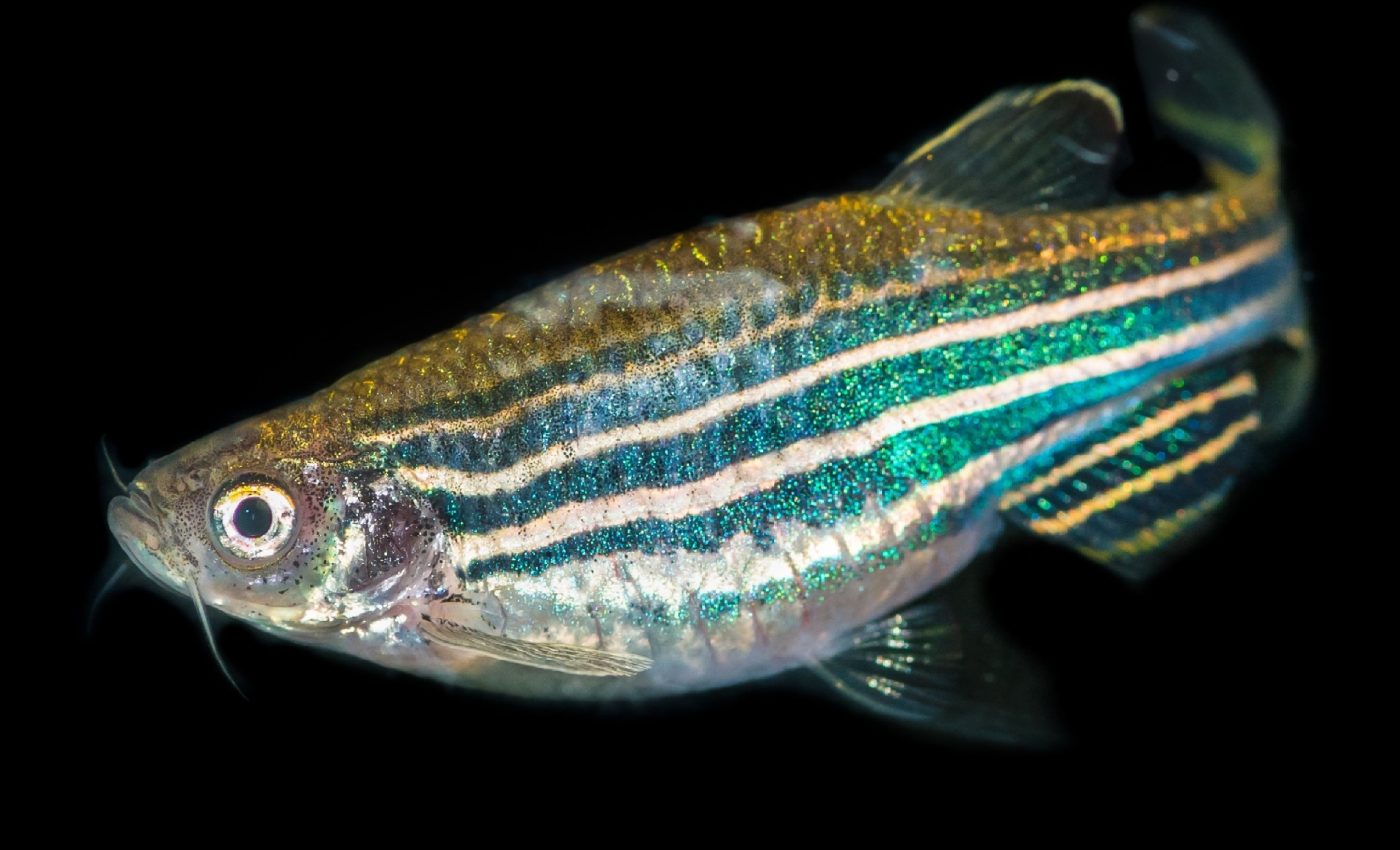 Fish genes offer clues to reversing human hearing loss