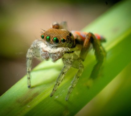 2025/07/Jumping-spiders-wasp.jpg
