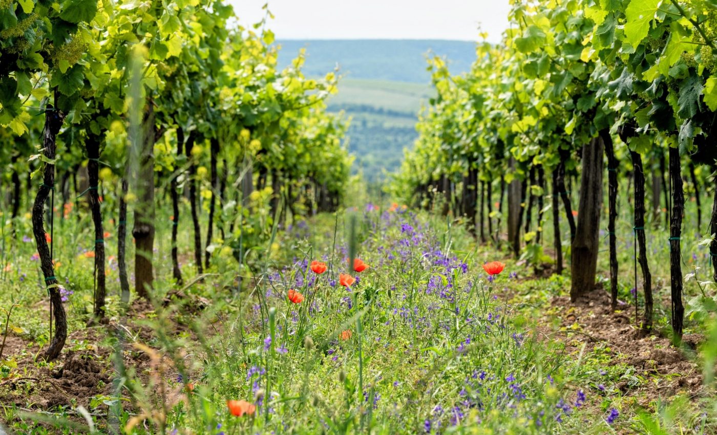 Killing weeds without chemicals - the future may be electric